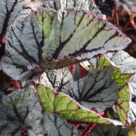 Begonia rex Fedor Begonias Curiosités Achetez vos plantes en