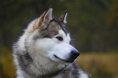 Cachorros que parecem lobos as 8 principais raças