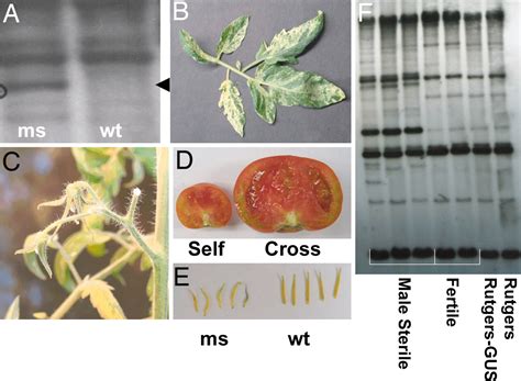 Transgenic Induction Of Mitochondrial Rearrangements For Cytoplasmic