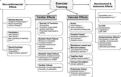 Benefits Of Aerobic Exercise On Cardiovascular System