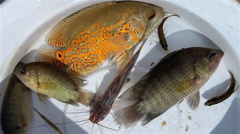 Collecting Creatures In A Beautiful Stream In Summer Shrimp Needle