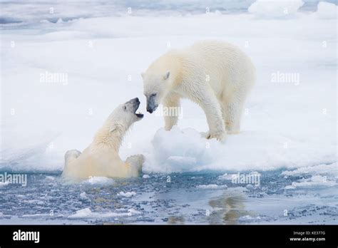 Adult Female Polar Bears Ursus Maritimus Interacting On The Sea Ice