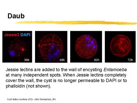 Entamoeba Histolytica Entamoeba Cell Biology Disease And Treatment