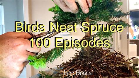 Birds Nest Spruce And A Hundred Episodes Taco Bonsai May Of 23 Youtube