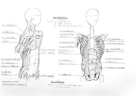 Muscles Of Torso Labeled - Human Torso Model Manufacturer from Karad ...