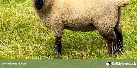 20 Suffolk Breeding Ewes Lambs Sellmylivestock The Online