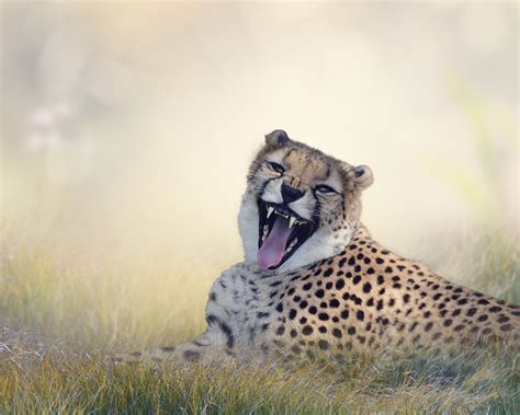 4k 5k Big Cats Cheetahs Roar Hd Wallpaper Rare Gallery