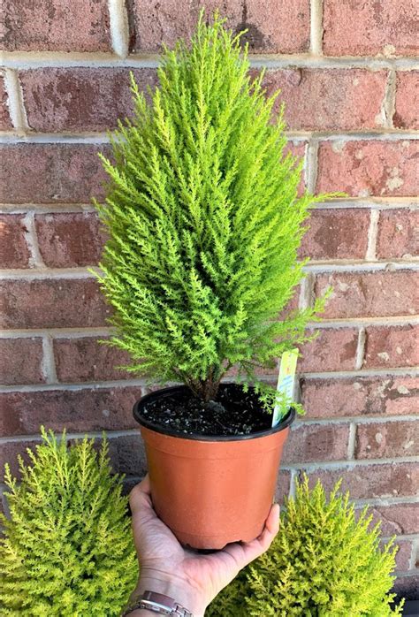 Lemon Cypress Tree Indoorsout 6 Pot You Will Etsy Lemon Cypress