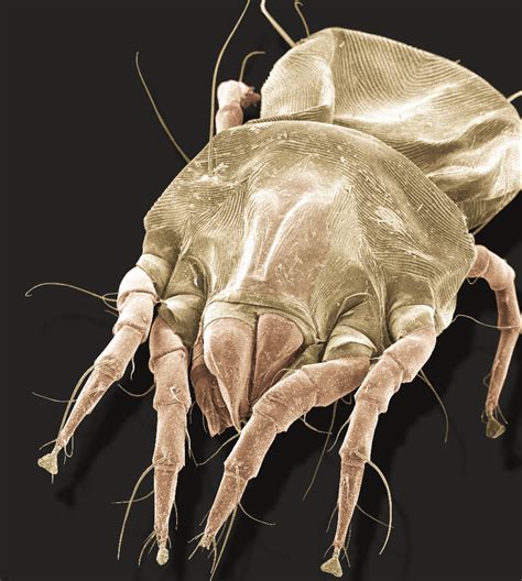 What Do Dust Mites Look Like? 12 Pictures of Dust Mites - Pest Hacks