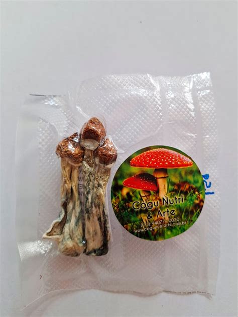 Comprar 1 5 gramas Cogumelos Mágicos Psilocybe Cubensis Gepeto R