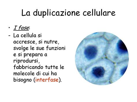 La Scienza Dellereditariet Ppt Scaricare