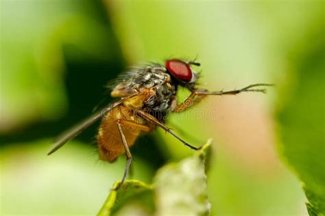 Male Common Fruit Fly Drosophila Melanogaster Stock Photo Image Of