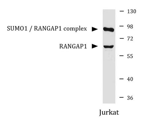 Anti Rangap Antibody Arg Arigo Biolaboratories