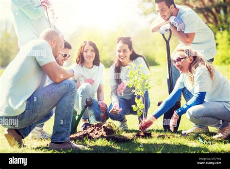 Group Of Volunteers Planting Tree In Park Stock Photo Alamy