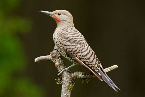 How To Prevent Woodpeckers From Damaging Your House