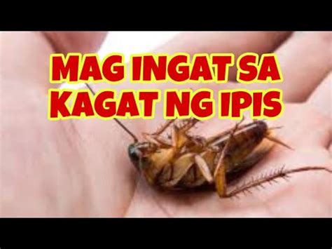 Mag Ingat Sa Kagat Ng Ipis Sanhi Sintomas At Lunas Halamang Gamot