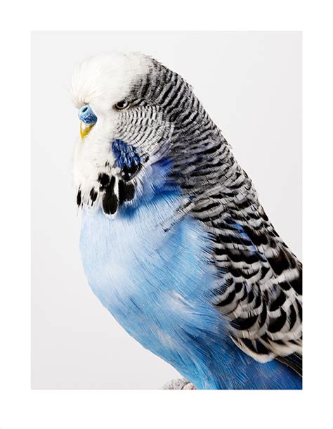 Portrait Of A Budgerigar Exhibited 2010 Leila Jeffreys