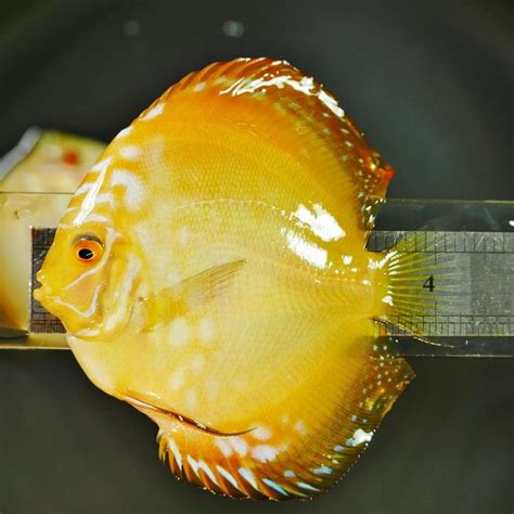 Golden Crystal Discus Discus