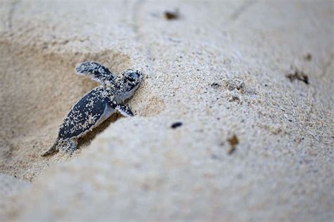 How To Watch Florida Sea Turtles Nest On The Beach Nfvh