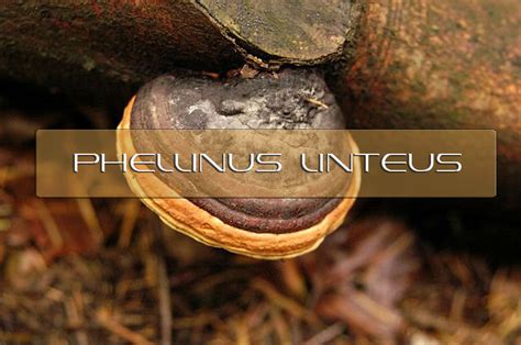 Benefits of Phellinus linteus | Interstellar Blends | Activate Your ...