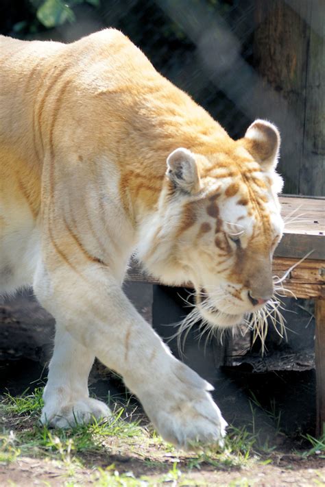 Where Do Golden Tabby Tigers Live