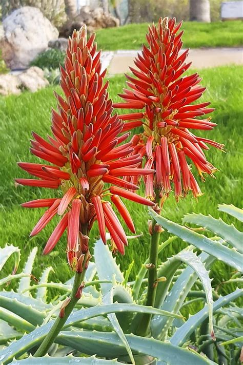 Aloe Arborescens Commonly Known As Candelabra Aloe Also Called Krantz