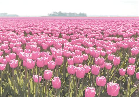 Different pink tulip field tulip mural - TenStickers