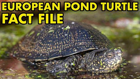 European Pond Turtle Fact File British Wildlife Facts Youtube