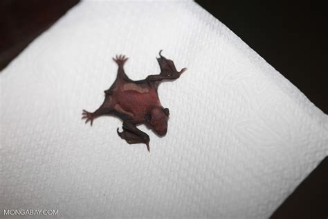 Newborn Bat Brazil1135