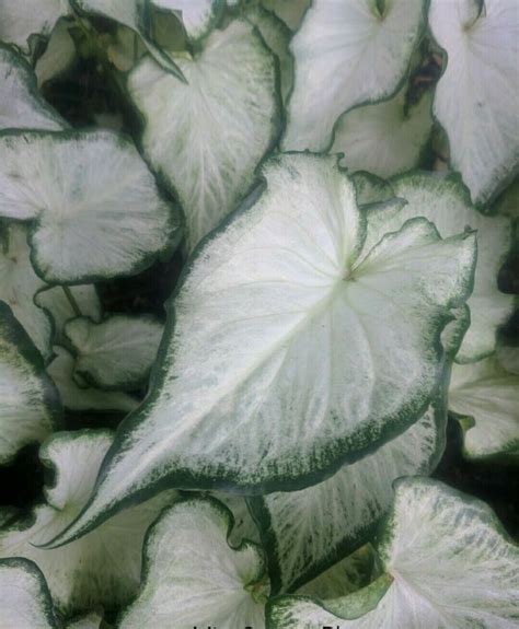 White And Green Leaves Are Growing In The Ground