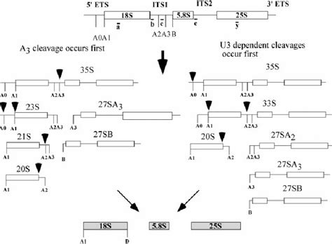 Steps In Pre Rrna Processing In Saccharomyces Cerevisiae The