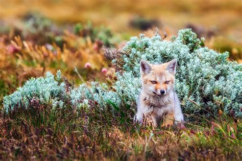 Animals Nature Grass Wildlife Baby Animals Fox Mammals Autumn