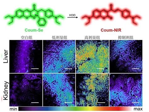 基于硒氧化 消除级联反应的双光子比率型次氯酸荧光探针 清新电源