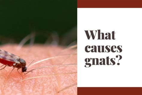 What causes gnats? - Emborahome