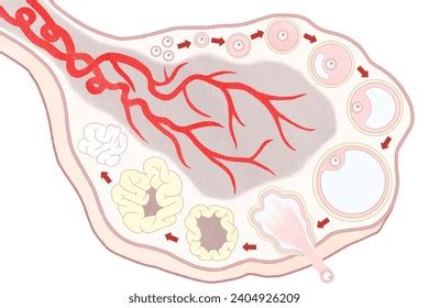 Ovarian Follicle Development Unlabeled Diagram Stock Illustration ...