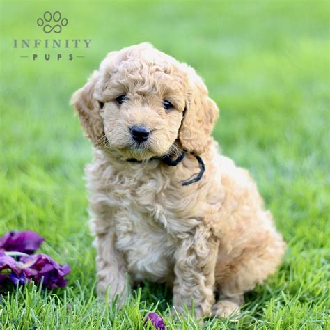 Cockapoo Puppies For Sale • Adopt Your Puppy Today • Infinity Pups