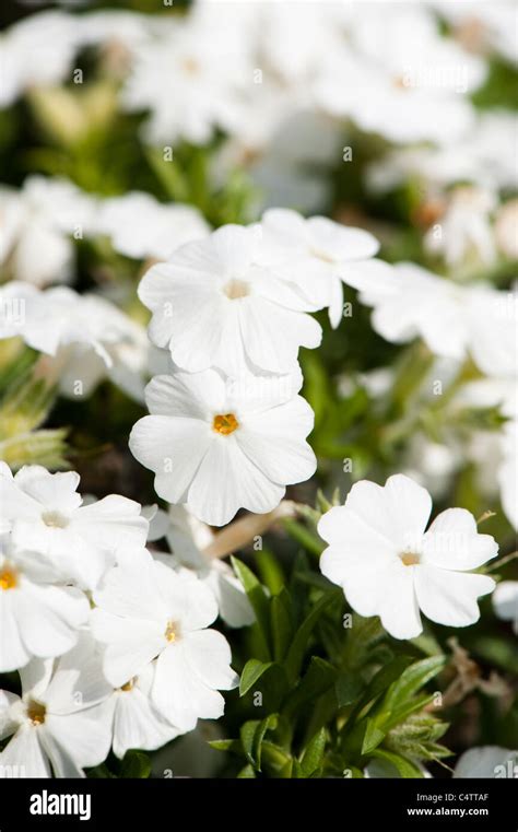 Phlox stolonifera, Creeping Phlox, in flower Stock Photo - Alamy