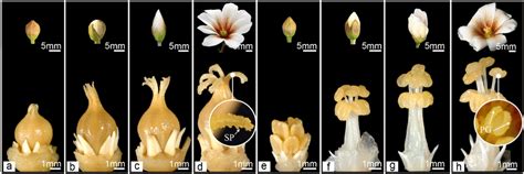 Pistillate And Staminate Flower Development Of The Tung Tree A A