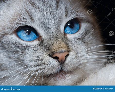 Gato Olhos Azuis Profundos Imagens De Stock Royalty Free Imagem