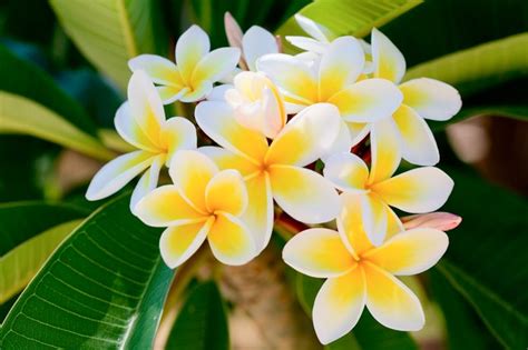 Plumeria And Leaf Curl Hunker