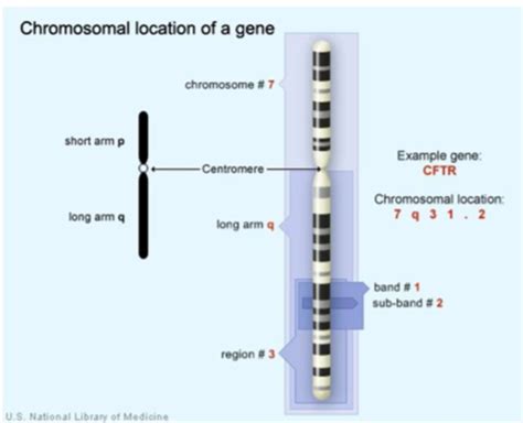 Clinical Cytogenetics And Flashcards Quizlet