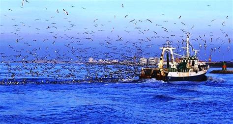 Volume De Capturas De Pescado Em Portugal Aumenta Em Agosto De