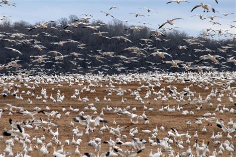 Snow goose hunting: Tips for staying hidden | Grand View Outdoors