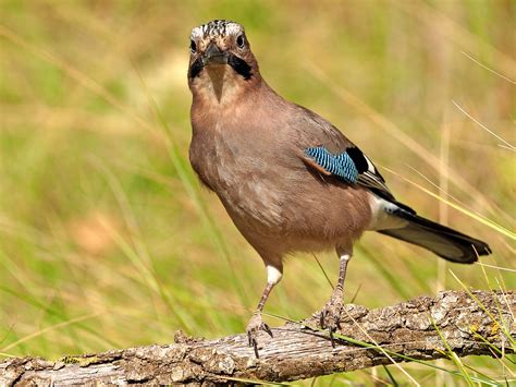 Arrendajo euroasiático Garrulus glandarius 3 Arrendajo Flickr