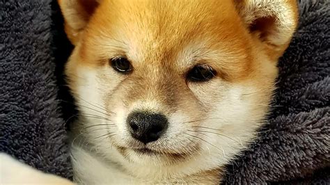 TRÈS BIENTÔT LES AVENTURES DE NEZUKO UNE JEUNE SHIBA INU YouTube