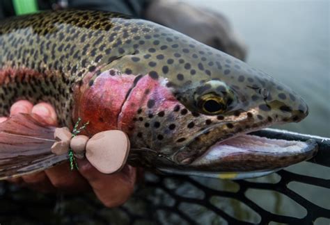 Rainbow Trout Flies Our Favorite Trout Flies At Alaska West