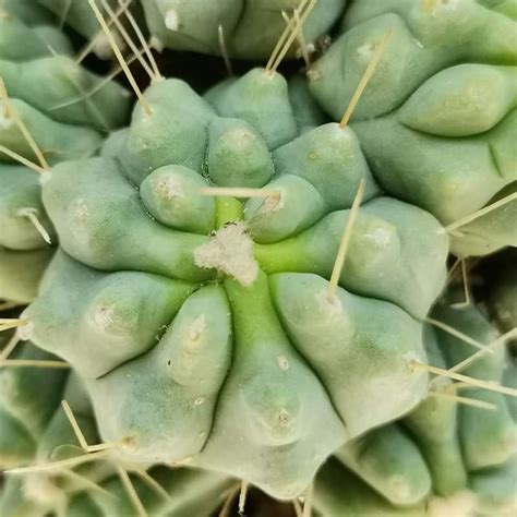 Ferocactus Glaucescens F Inermis Prolifera 6 5 Cm Cactaceae