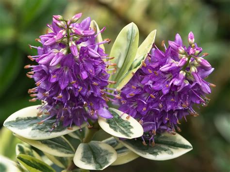 Cultivo De Hebe Speciosa O Ver Nica Tropical Invernaderos