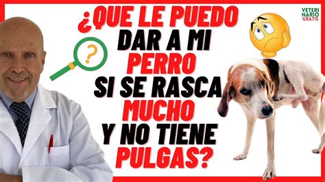 Por Qu Y Qu Le Puedo Dar Mi Perro Si Tiene La Piel Roja Y Se Rasca