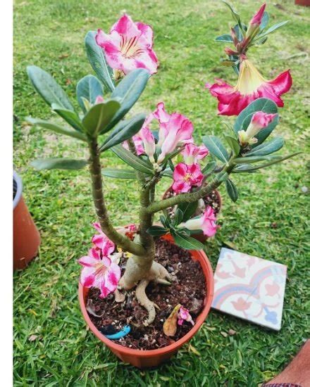 35 Stunning Types of Desert Rose Varieties | Balcony Garden Web